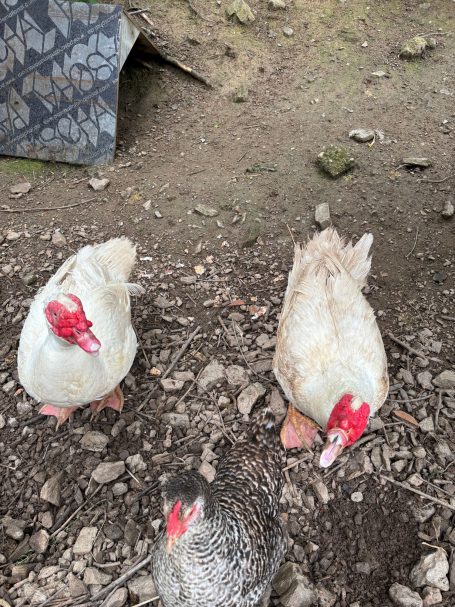 Unsere Enten Drei Hühner mit roten Kämmen stehen auf dem Boden zwischen Steinen.