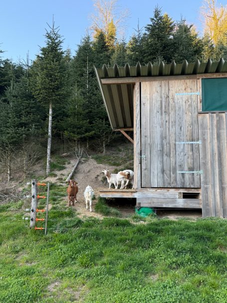 Die Ziegen in ihrem Gehege Holzhaus auf einem Hügel mit zwei Ziegen und Bäumen im Hintergrund.