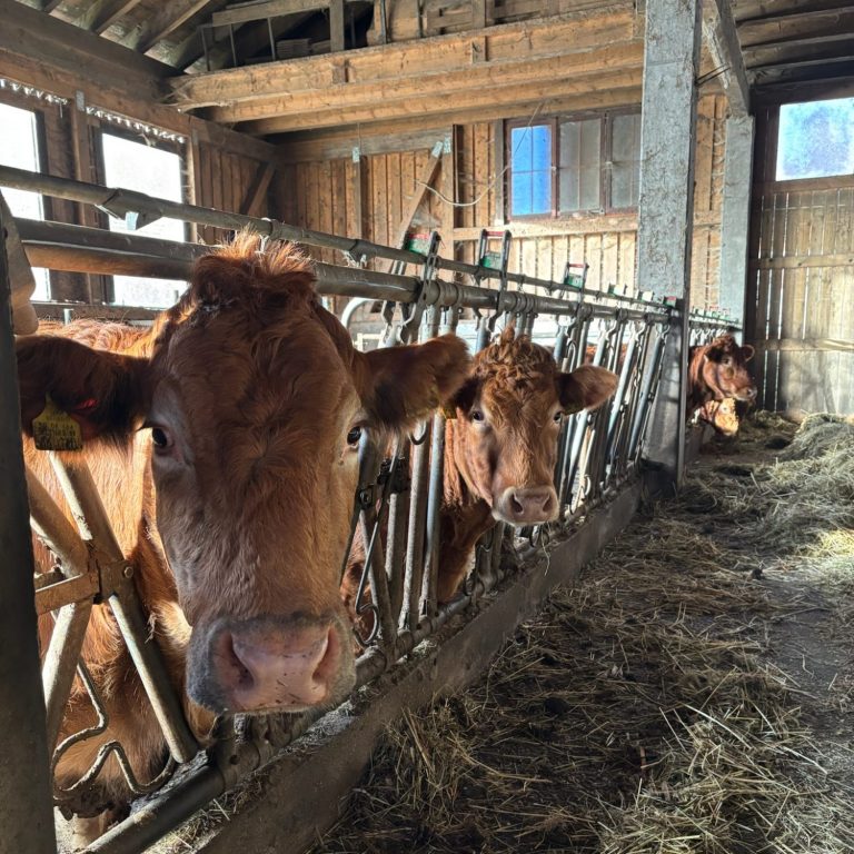 Bauernhoftiere Drei Kühe stehen im Stall und schauen durch eine Futtertrennung.
