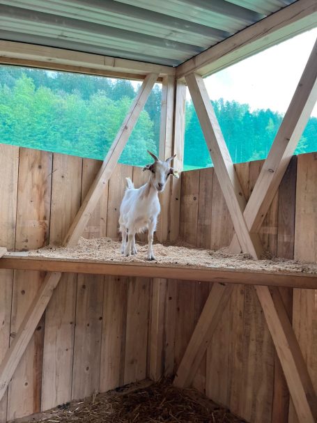 Eine Ziege im Ziegenstall Ziege steht auf einer Holzplattform in einem Stall mit Blick auf die Natur.