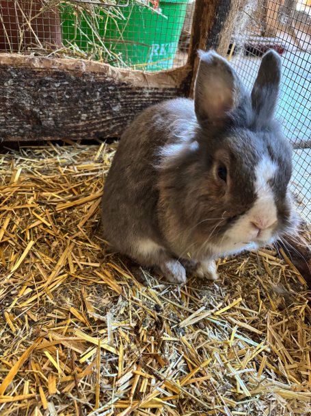 Hase im Hasenstall Graues Kaninchen sitzt auf Stroh in einem Stall.