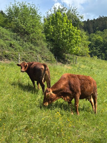 Kühe auf der Weide Zwei Kühe fressen frisches Gras in einer grünen Wiese mit Bäumen im Hintergrund.