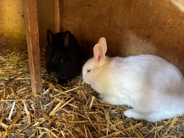 Hasen im Hasenstall Schwarzer und weißer Hase liegen in einer Strohumgebung.